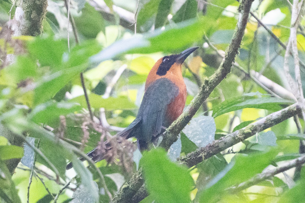 kanelmotmot - ML642385837