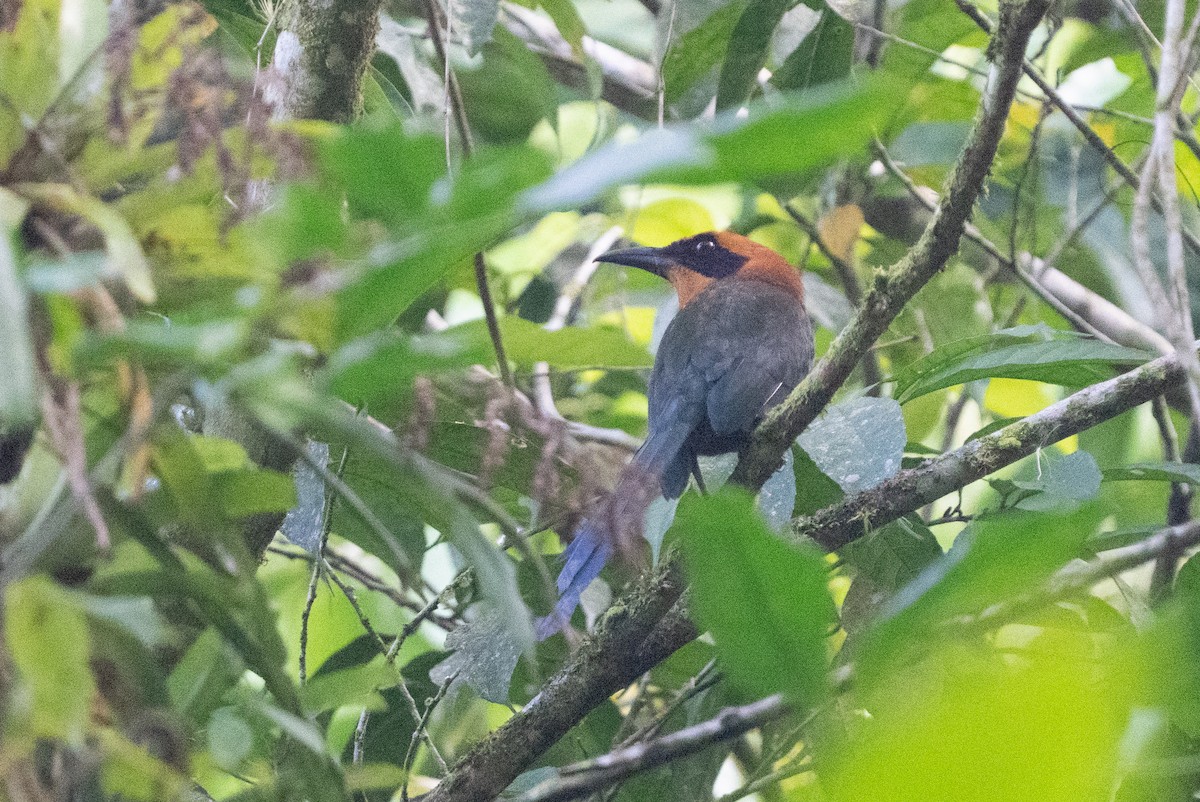 kanelmotmot - ML642385838
