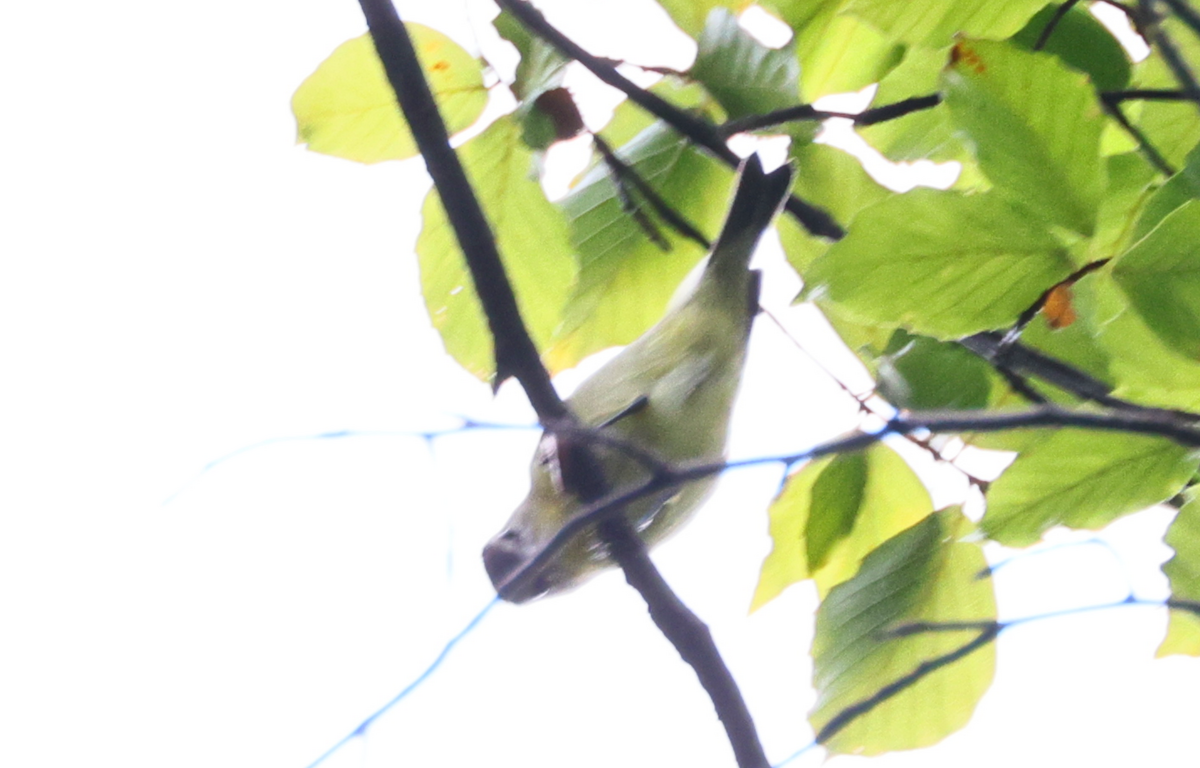 Philadelphia Vireo - ML642385841