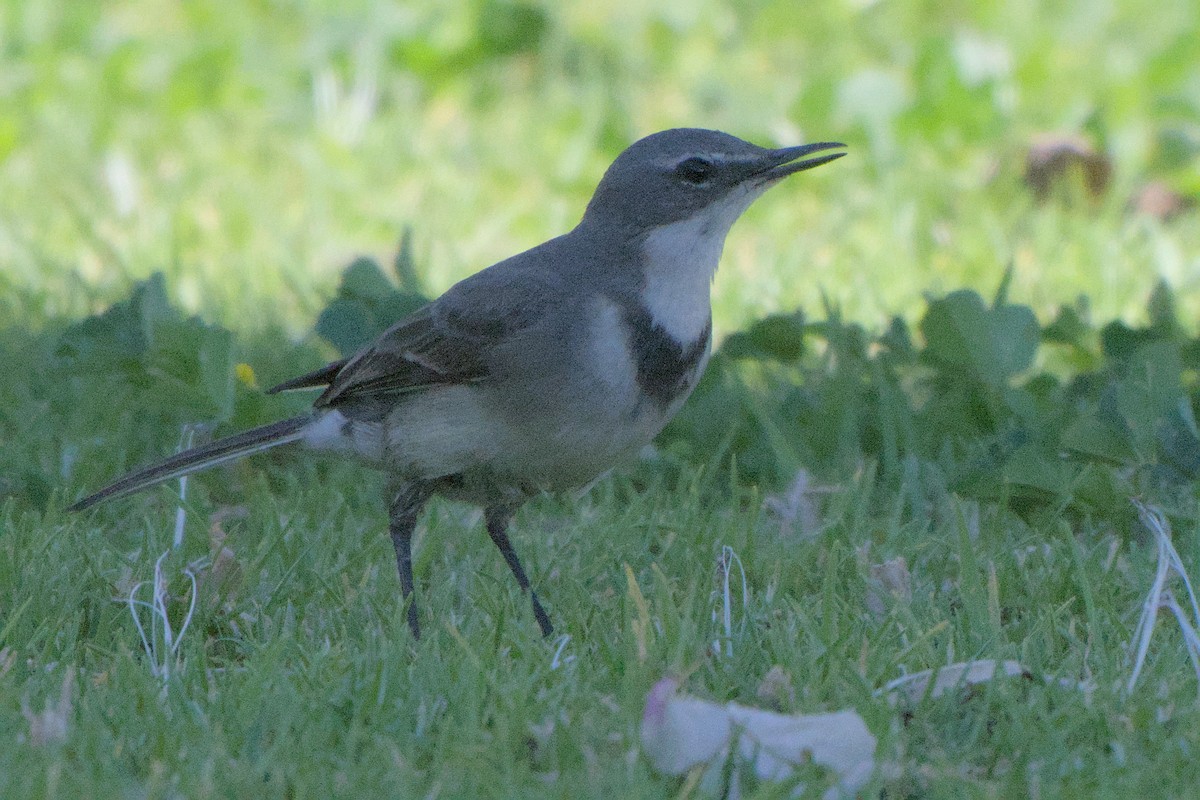 Cape Wagtail - ML642385843