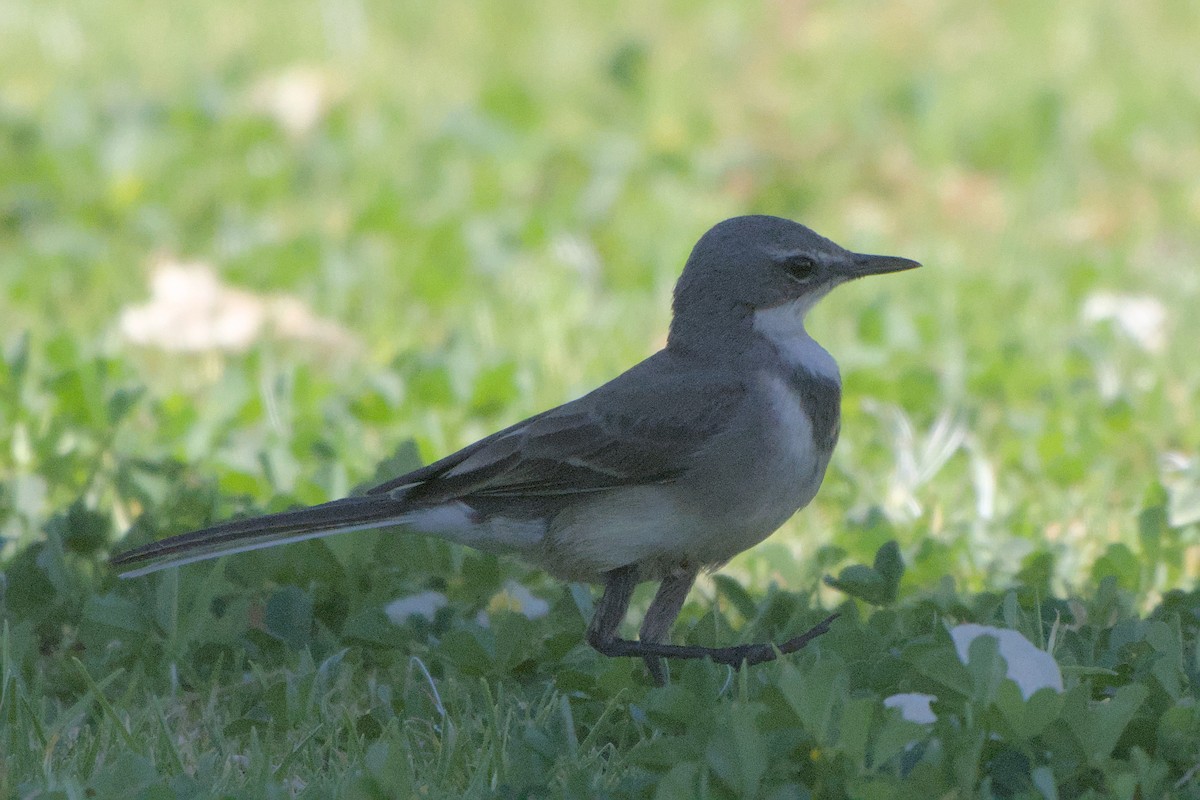 Cape Wagtail - ML642385844