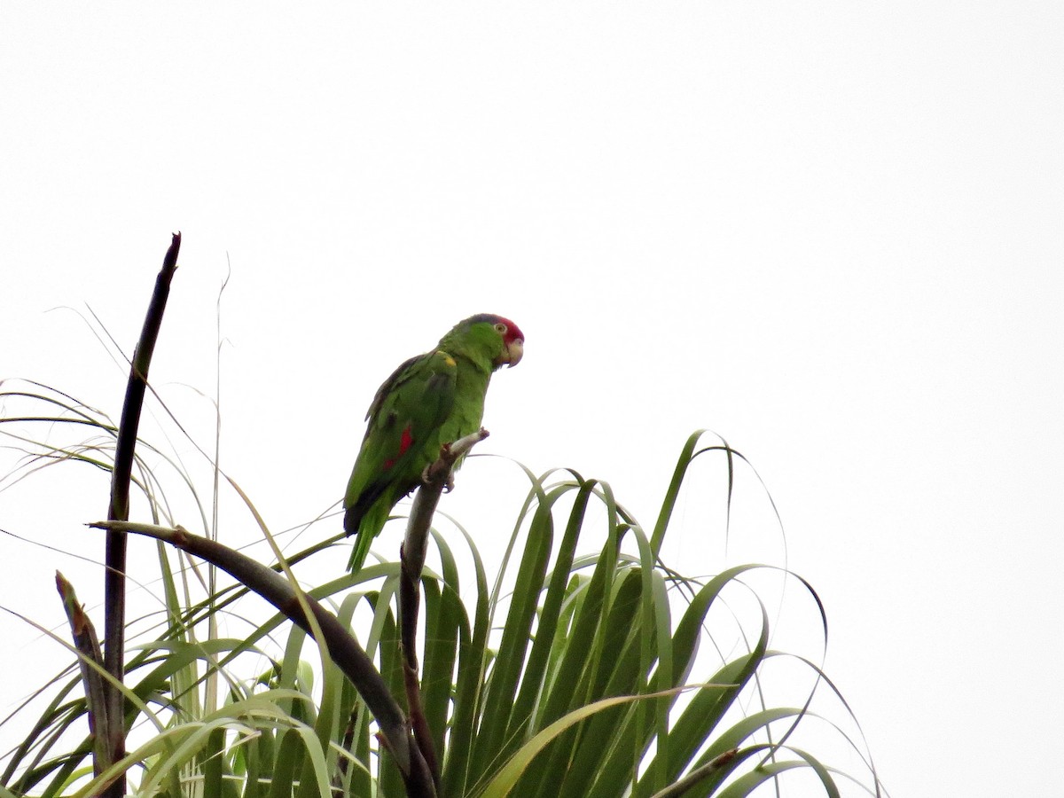 Red-crowned Amazon - ML642385847