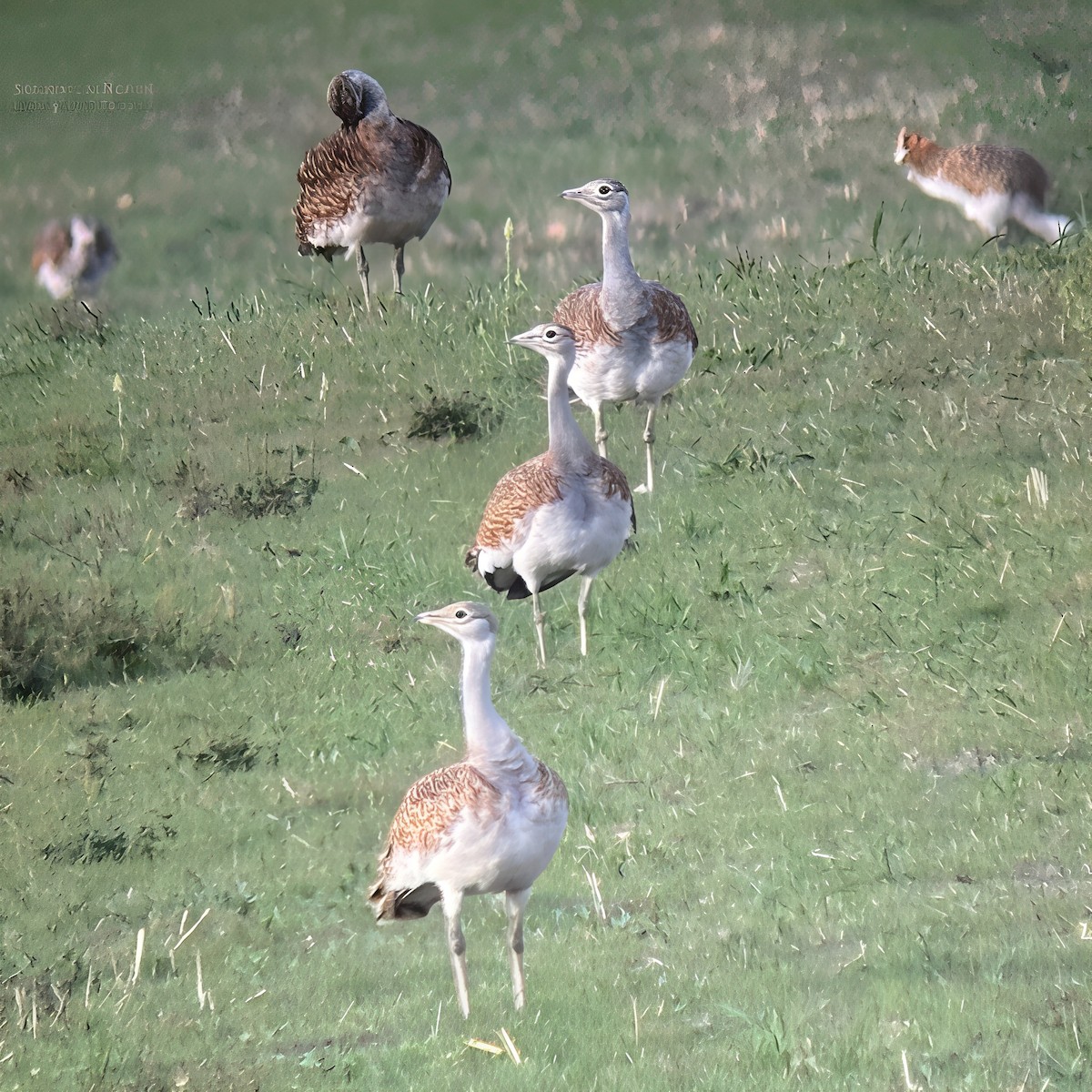 Great Bustard - ML642385868