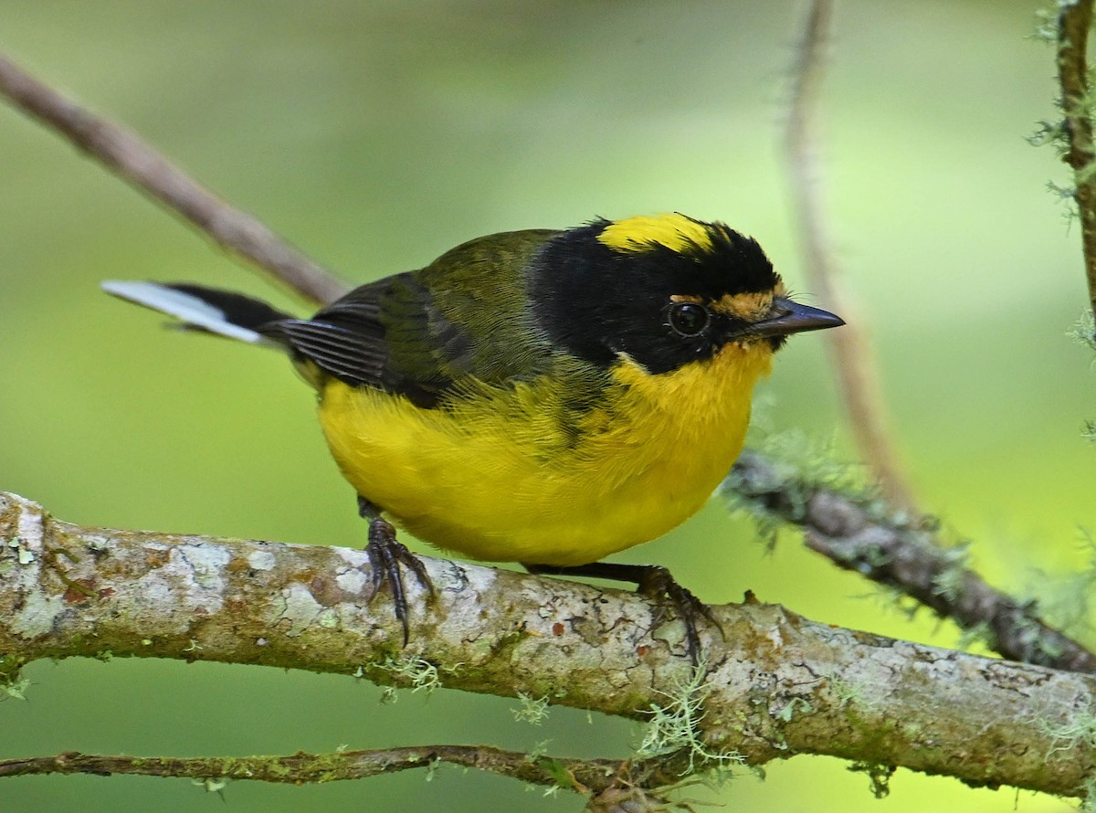 Yellow-crowned Redstart - ML642385885