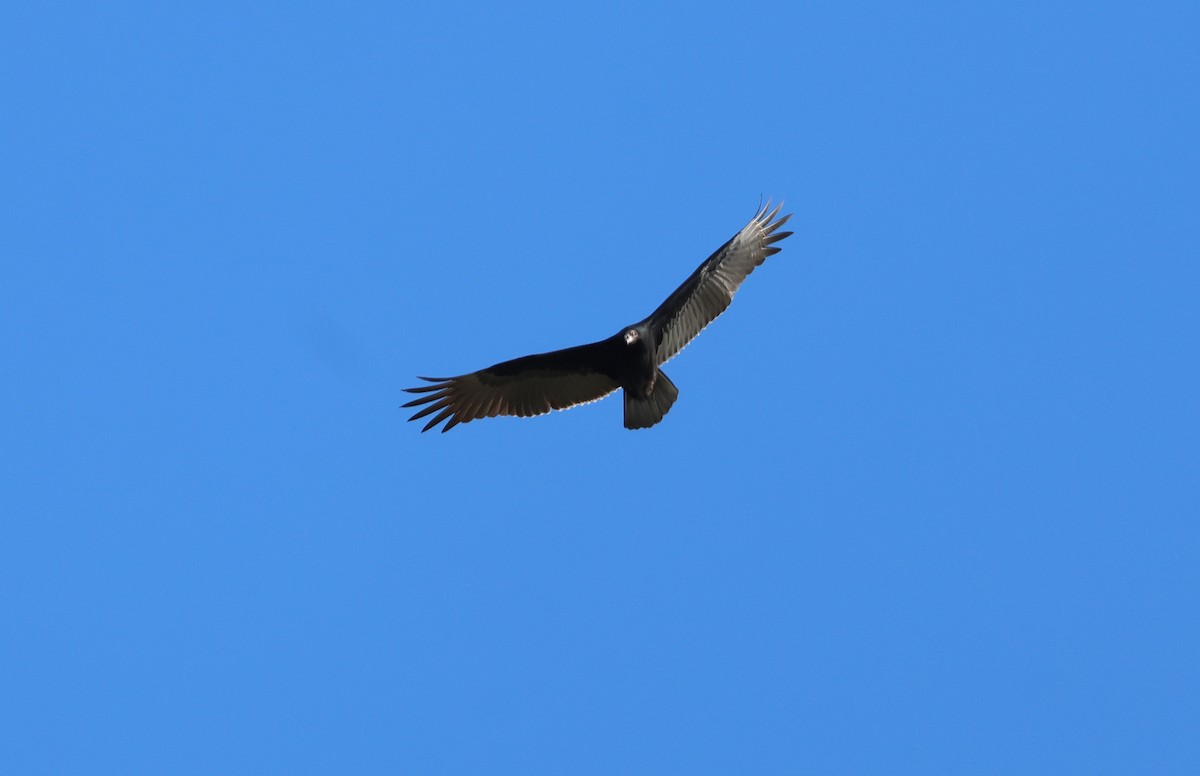 Turkey Vulture - ML642385887