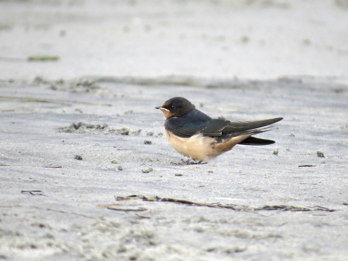 家燕(erythrogaster) - ML642385900