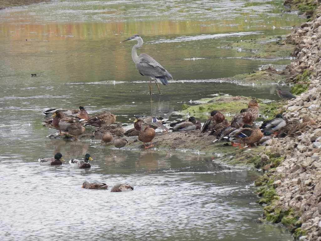 Green Heron - ML642385922