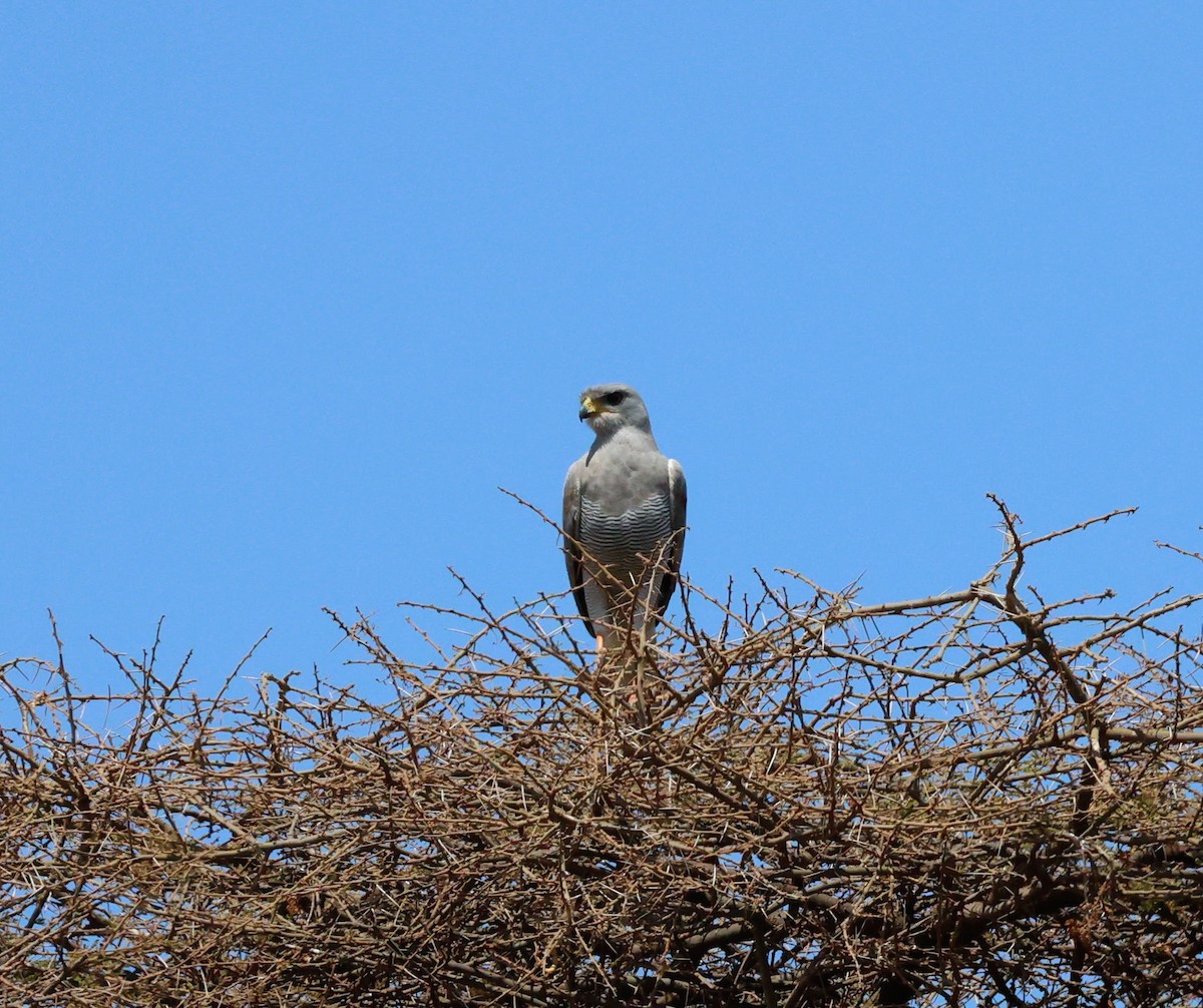 Eastern Chanting-Goshawk - ML642385923