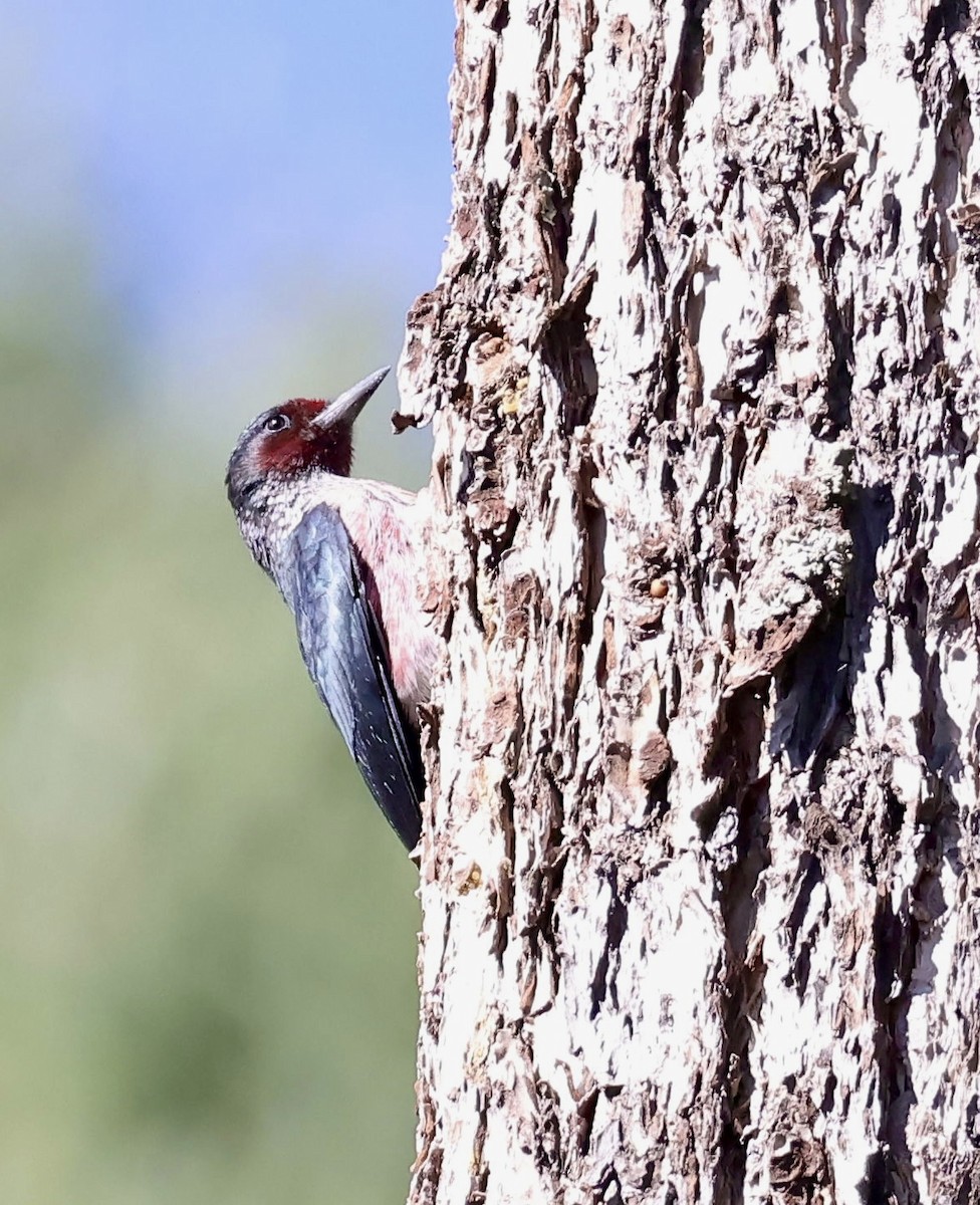 Lewis's Woodpecker - ML642385939