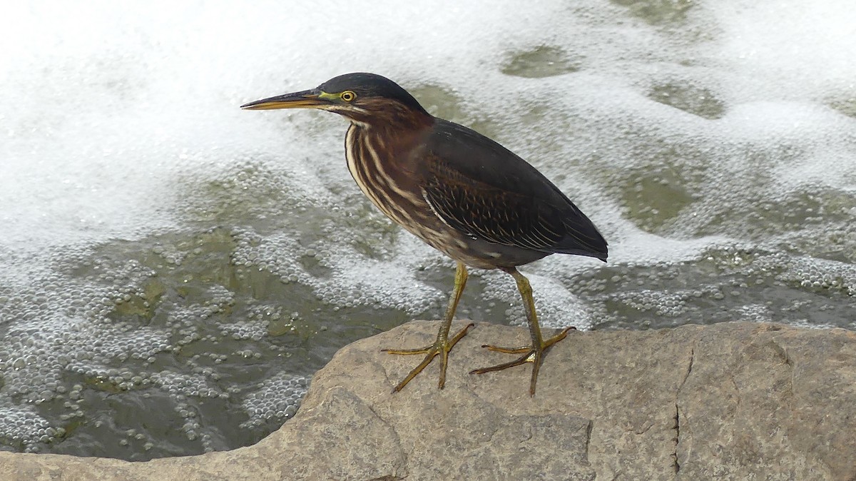 Green Heron - ML642385993