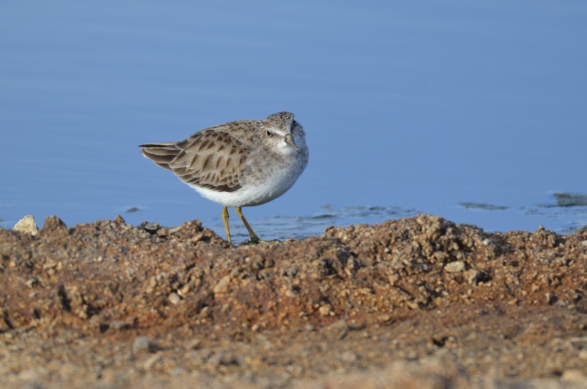 pygmésnipe - ML642385994