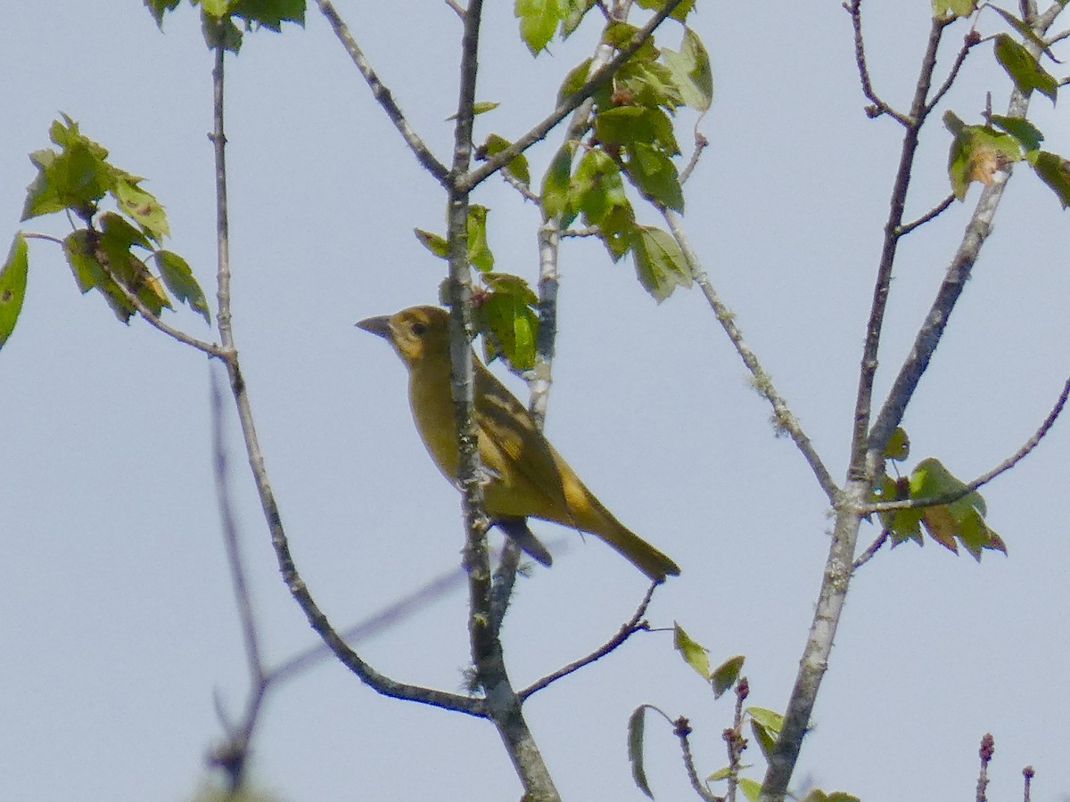 Summer Tanager - ML642386017