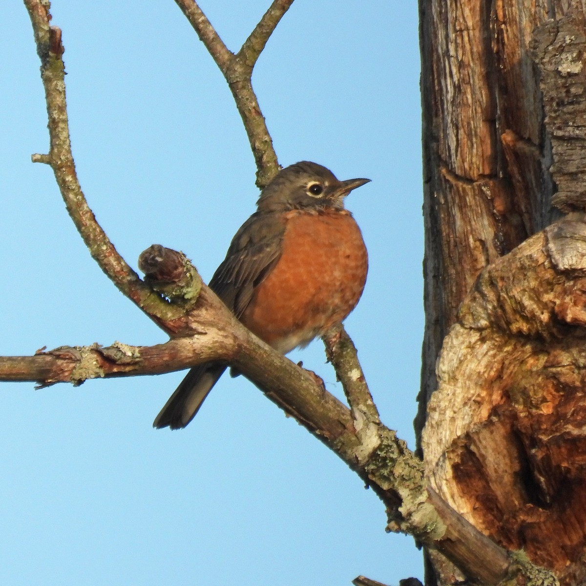 American Robin - ML642386034