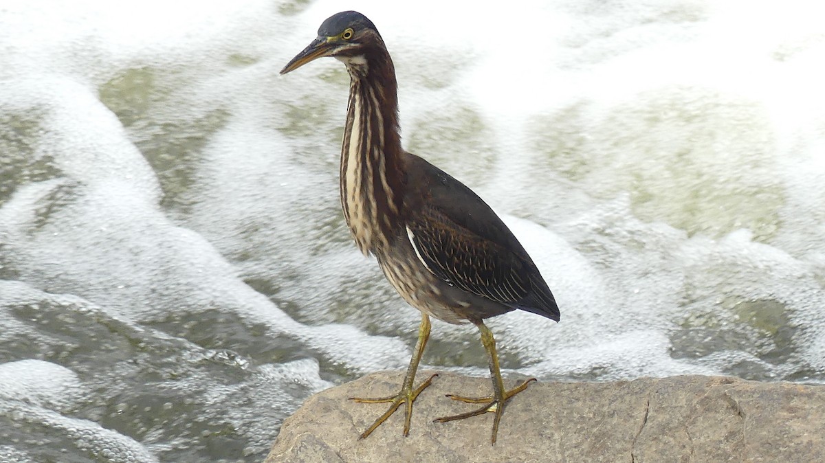 Green Heron - ML642386036