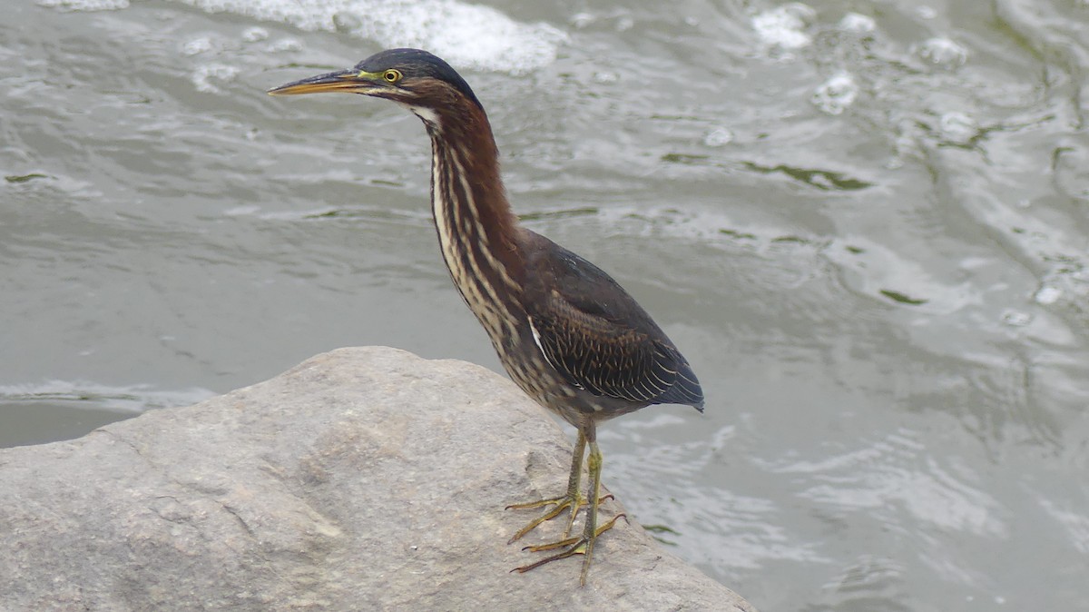 Green Heron - ML642386040