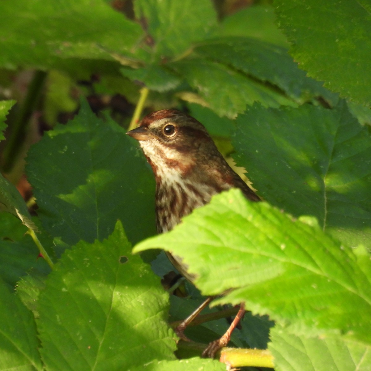 Song Sparrow - ML642386055