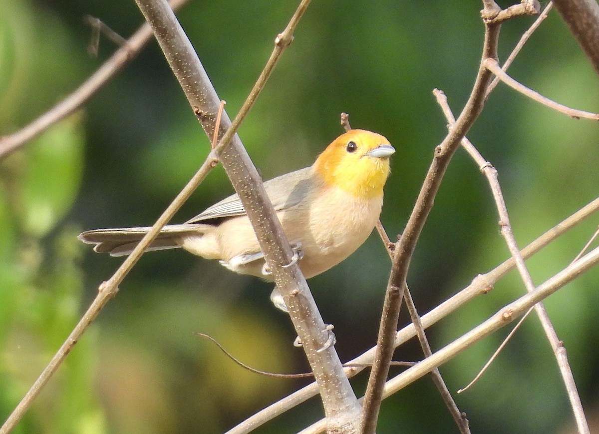 Orange-headed Tanager - ML642386057