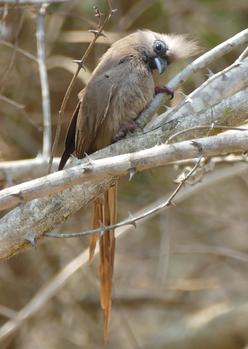 Speckled Mousebird - ML642386066