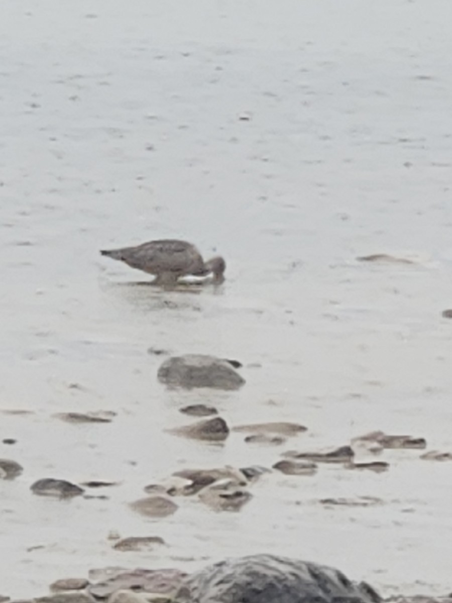 Marbled Godwit - ML642386068