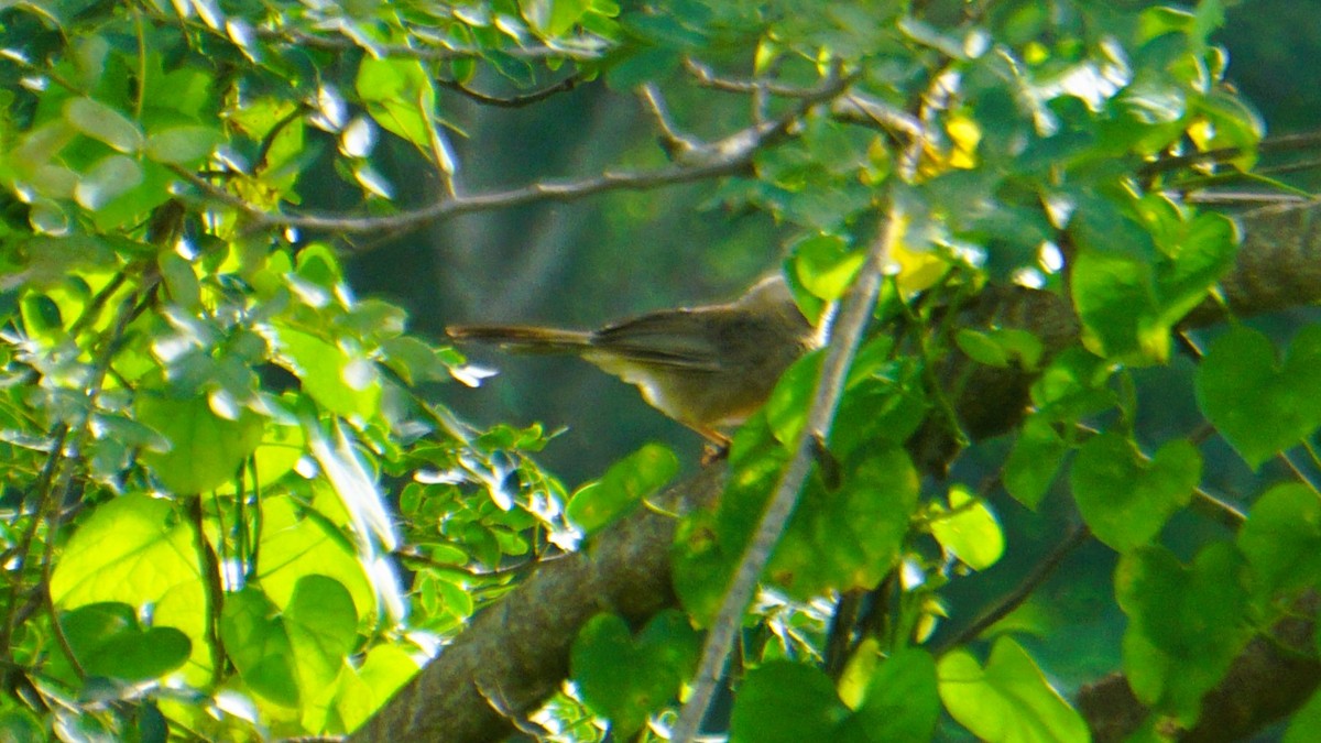 Turdoide Piquigualdo - ML642386081