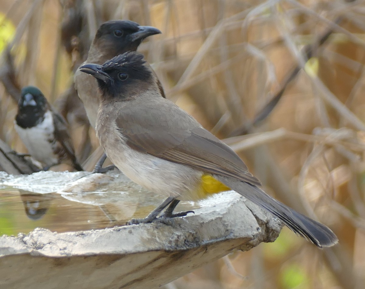 Bulbul Naranjero - ML642386085
