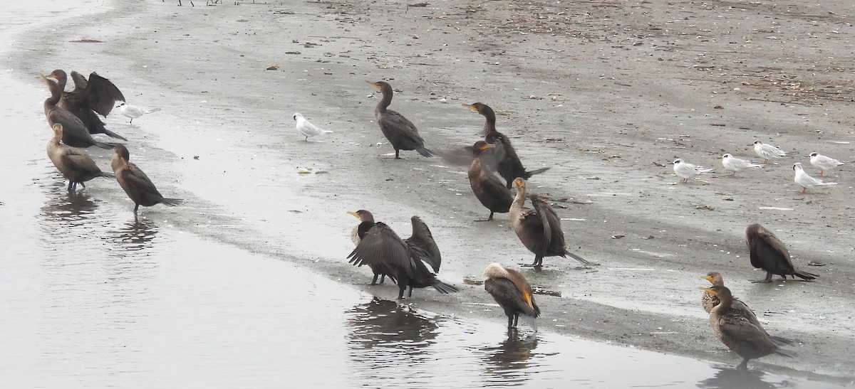Cormorán Orejudo - ML642386087