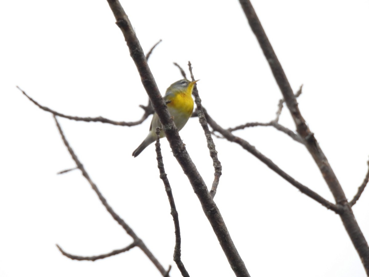 Parula Norteña - ML642386090