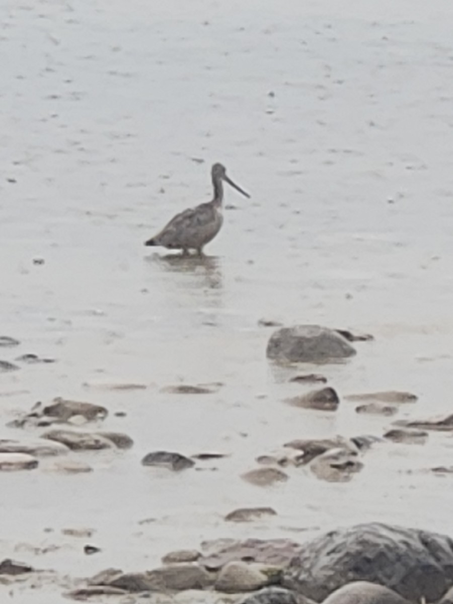 Marbled Godwit - ML642386101