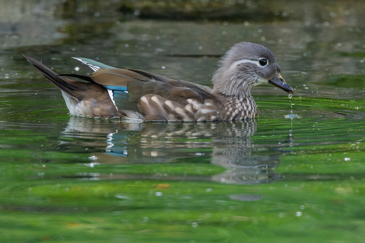Mandarin Duck - ML642386115