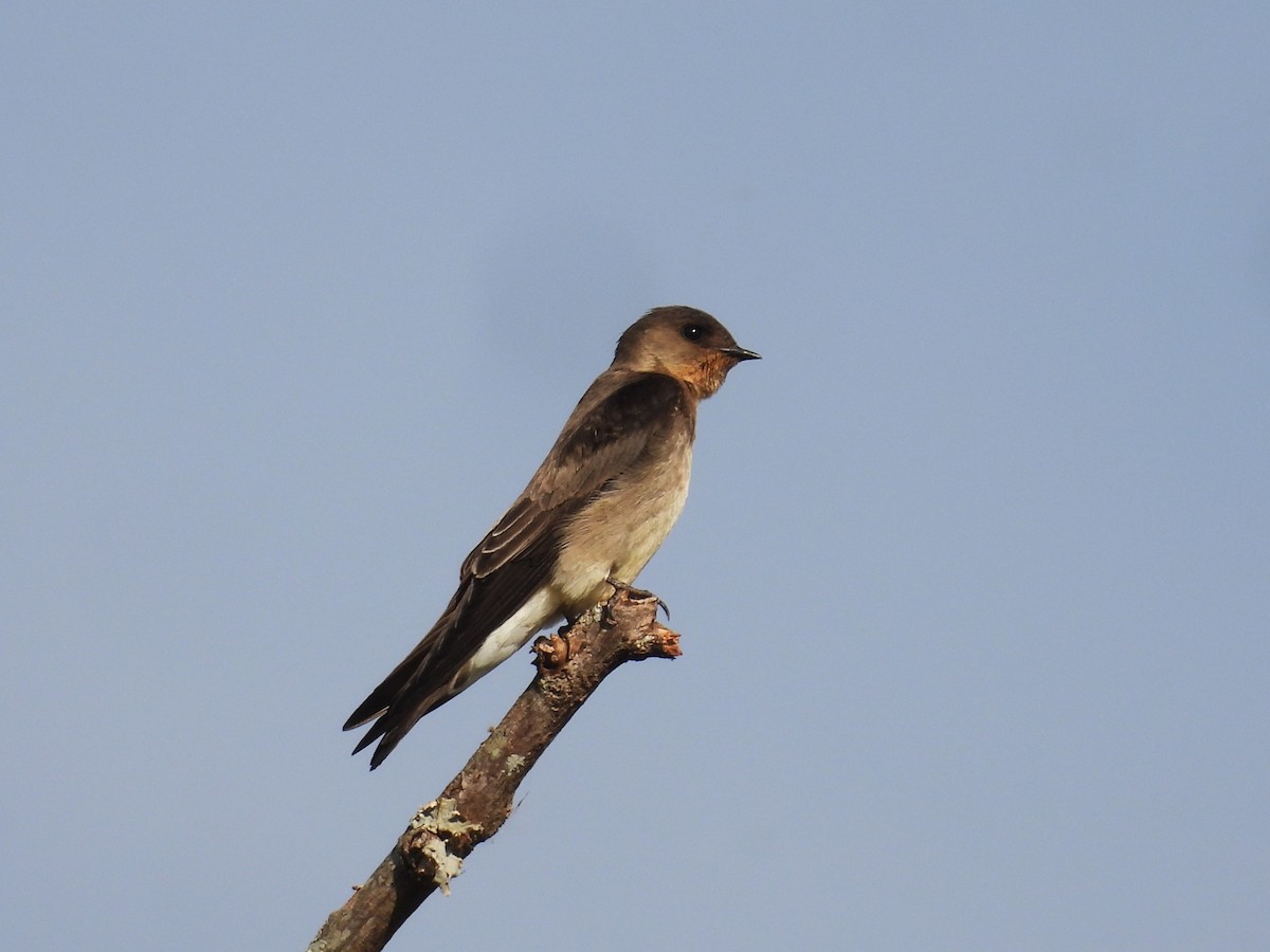 Southern Rough-winged Swallow - ML642386117