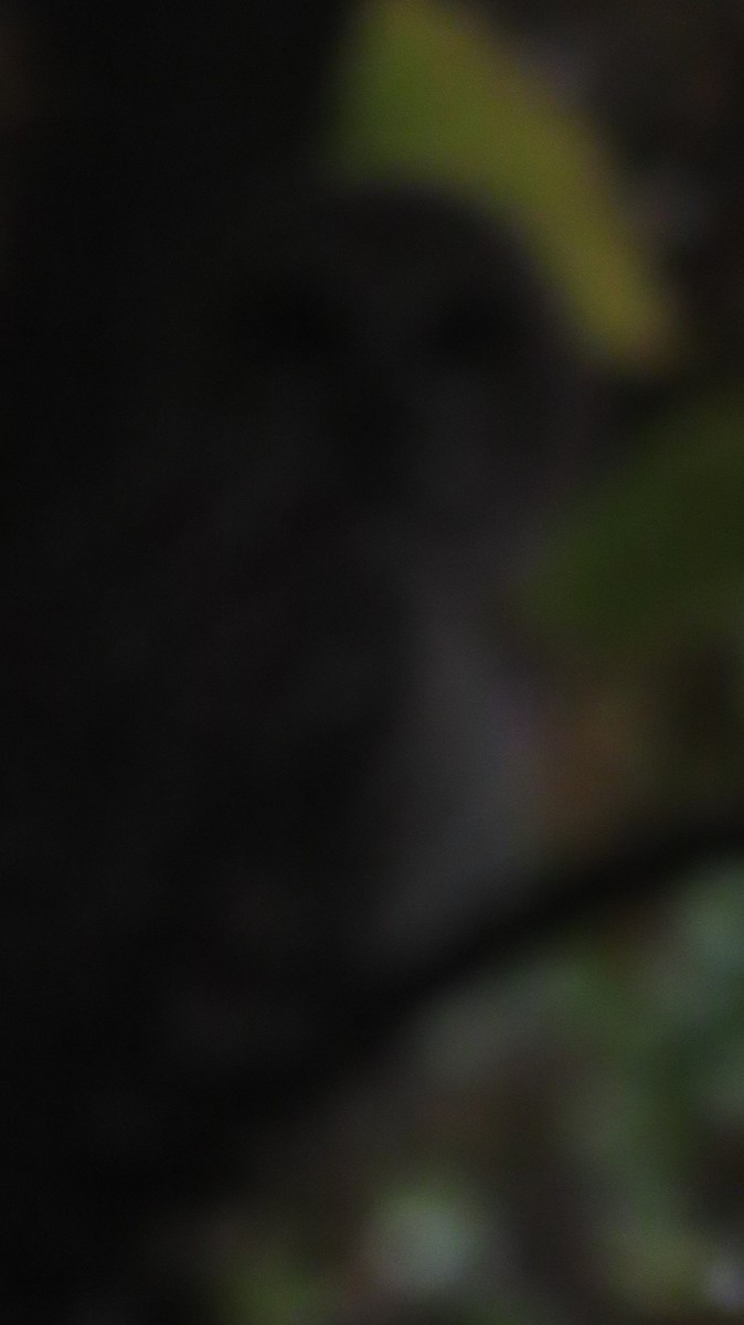 Barred Owl - ML642386119