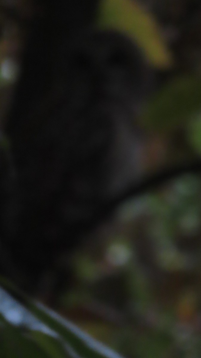 Barred Owl - ML642386126