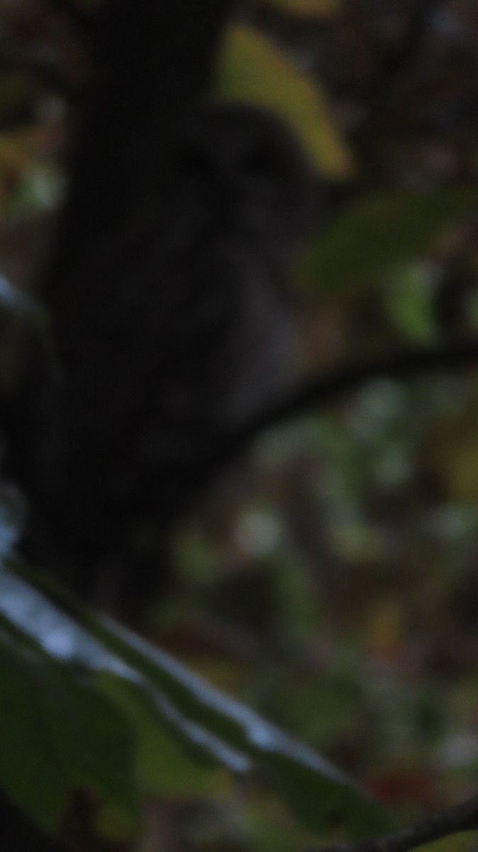 Barred Owl - ML642386130
