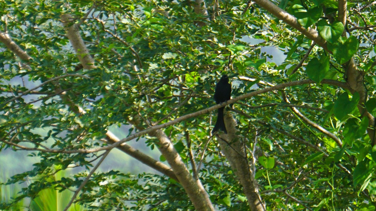 Black Drongo - ML642386131