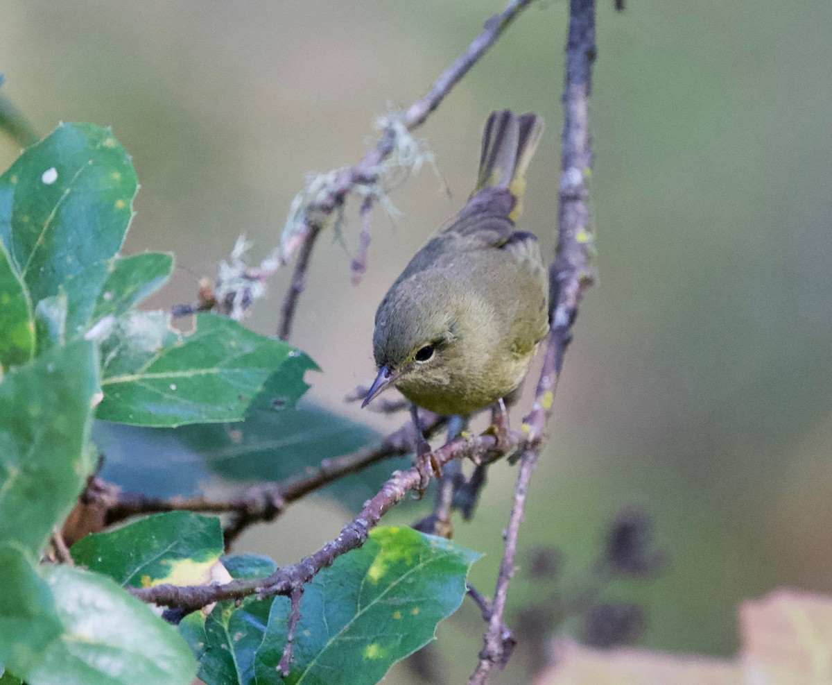 Orange-crowned Warbler - ML642386133