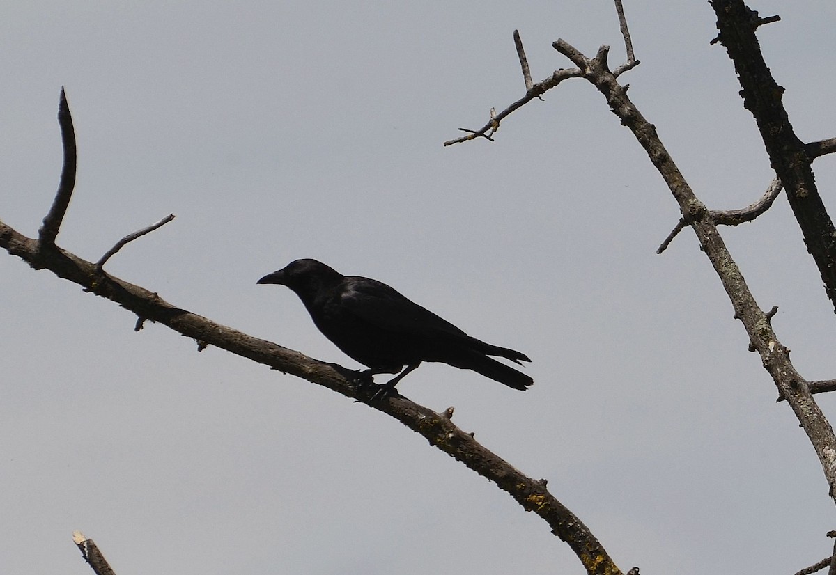 Carrion Crow - ML642386134
