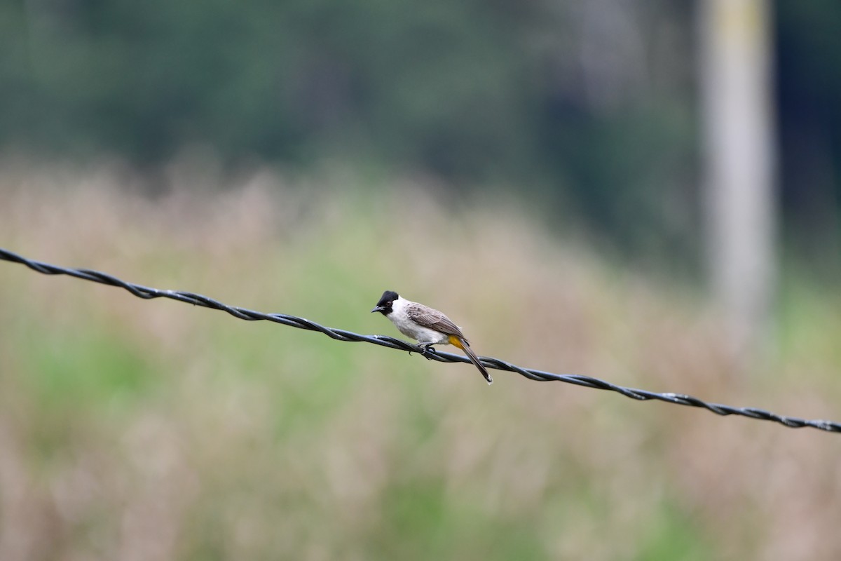 Sooty-headed Bulbul - ML642386135