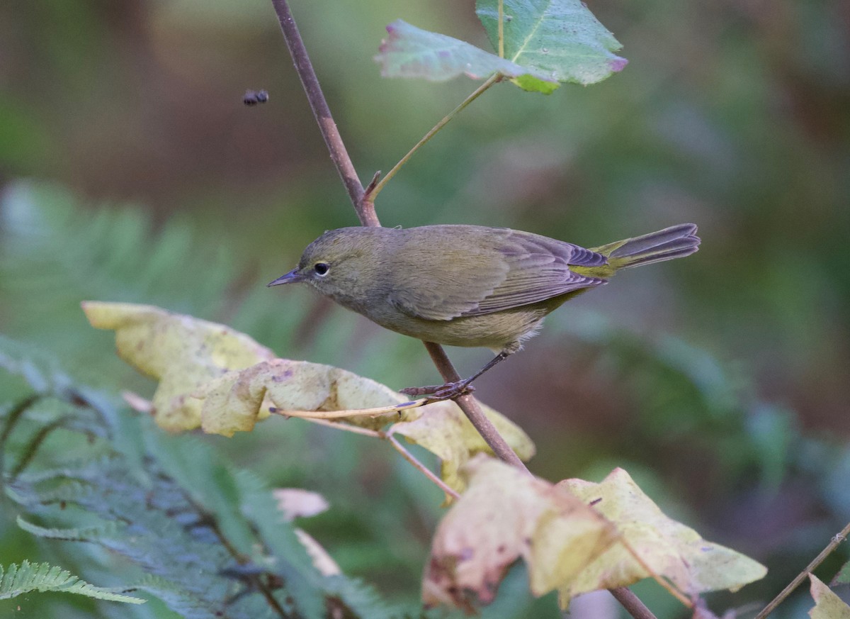Orange-crowned Warbler - ML642386136