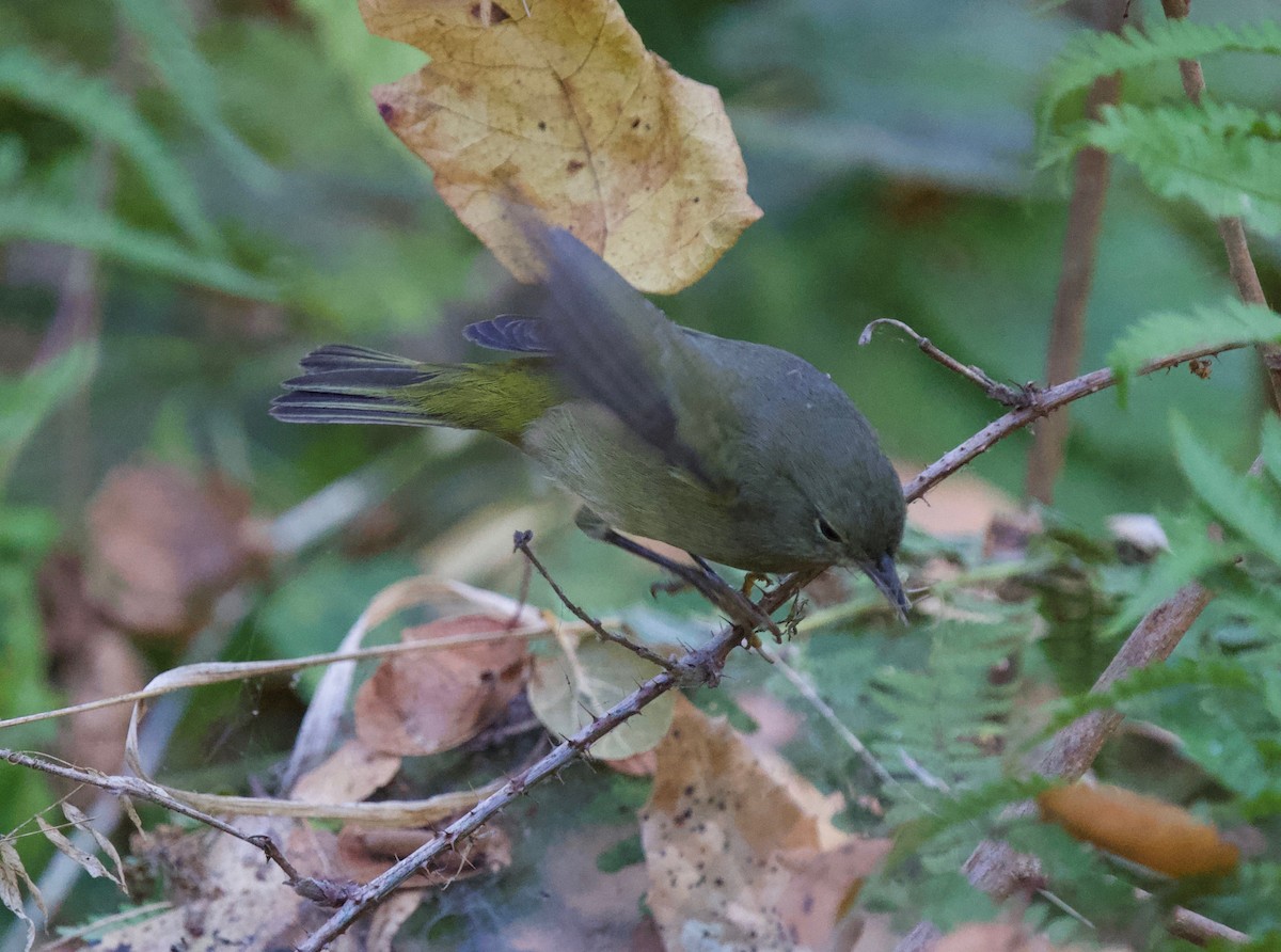 Orange-crowned Warbler - ML642386137