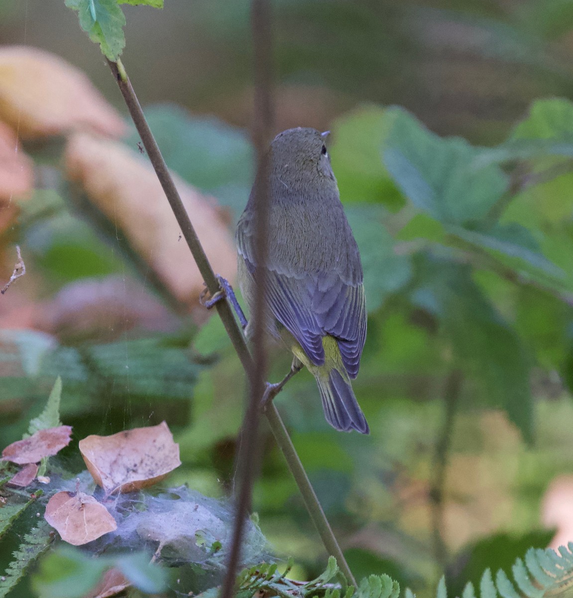 Orange-crowned Warbler - ML642386138