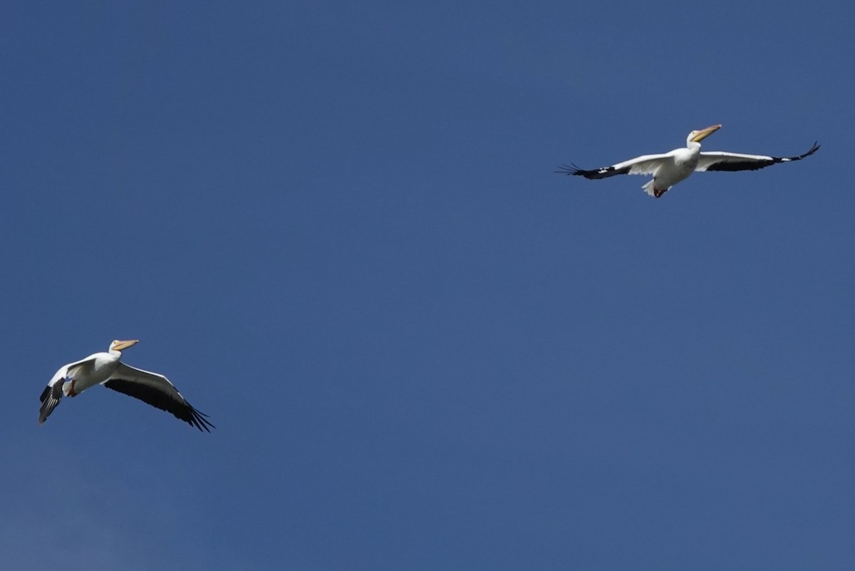 American White Pelican - ML642386139