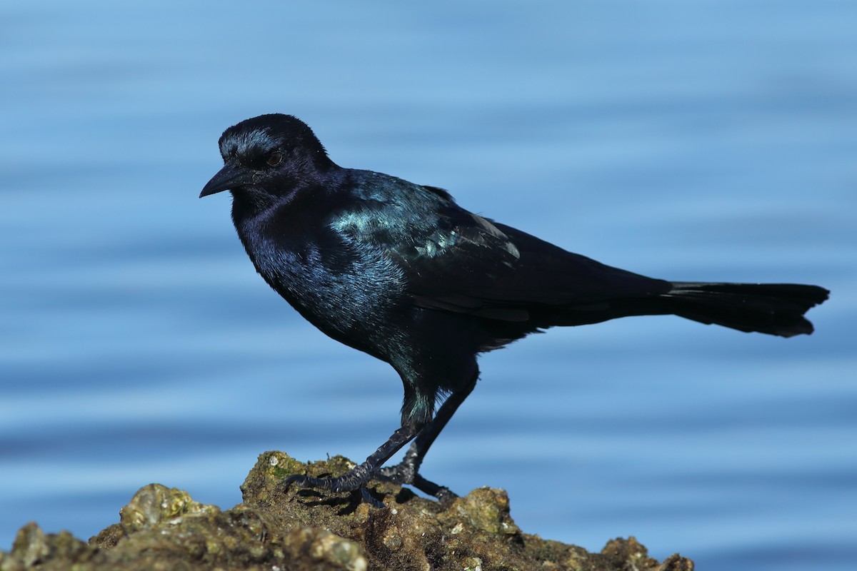 Boat-tailed Grackle - ML642386140