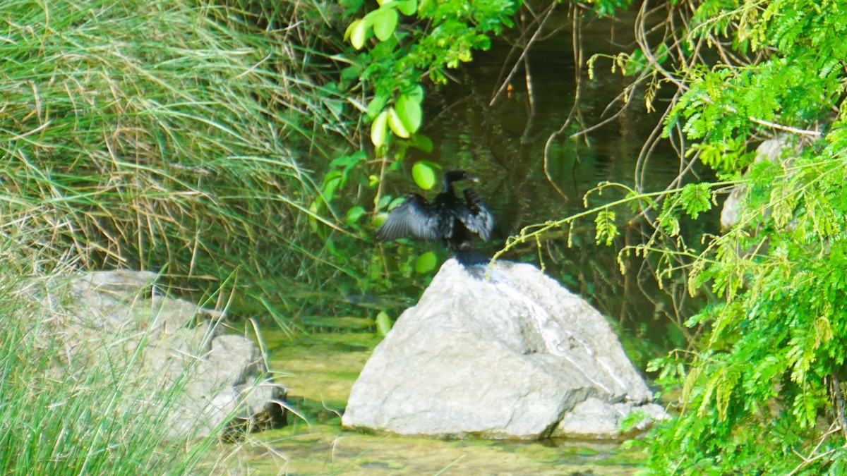Little Cormorant - ML642386141