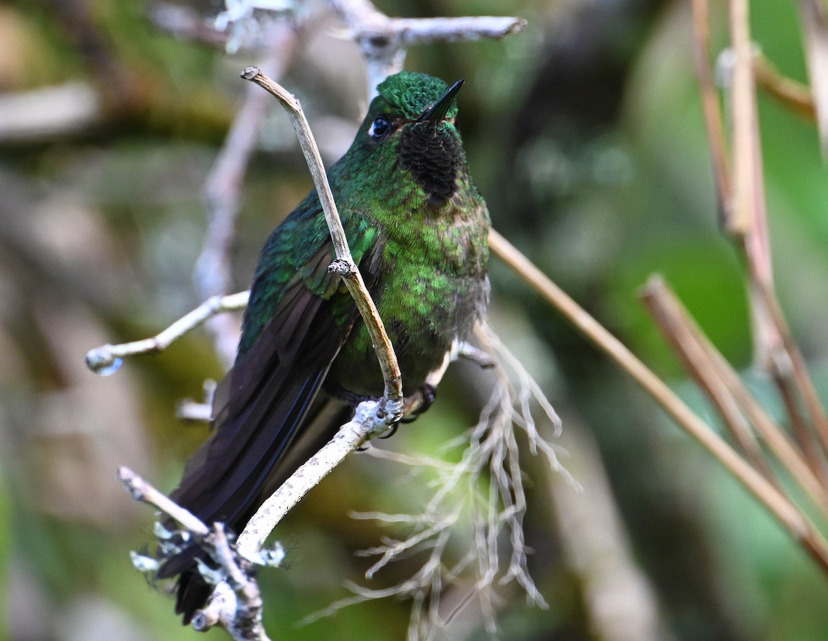 Tyrian Metaltail - ML642386143
