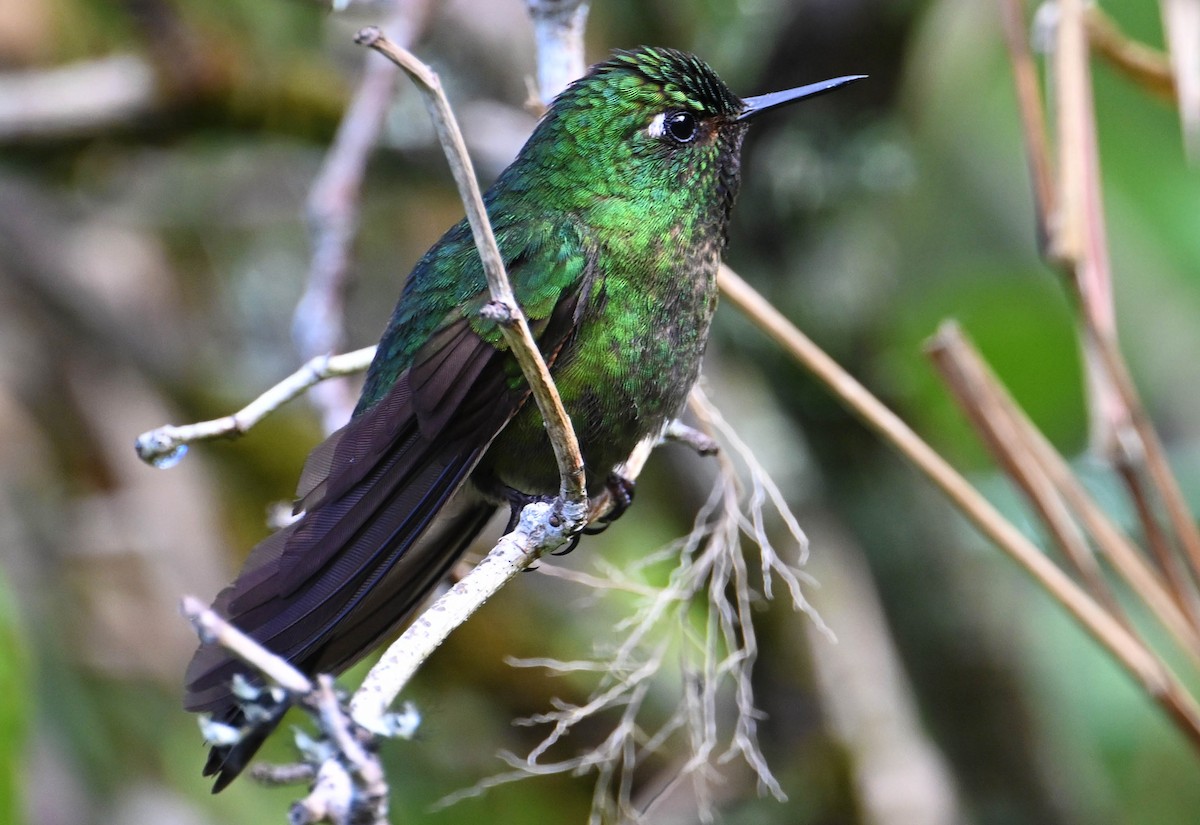 Tyrian Metaltail - ML642386144