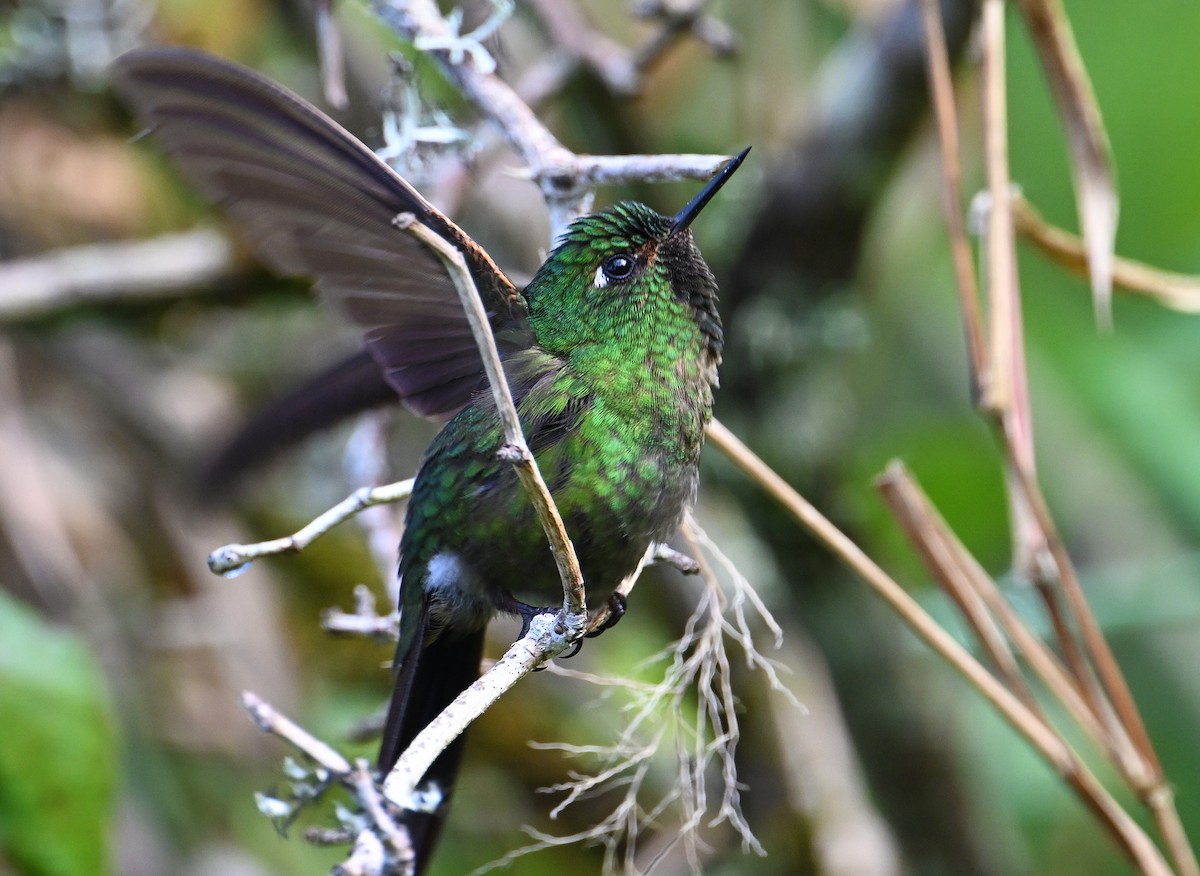 Tyrian Metaltail - ML642386145