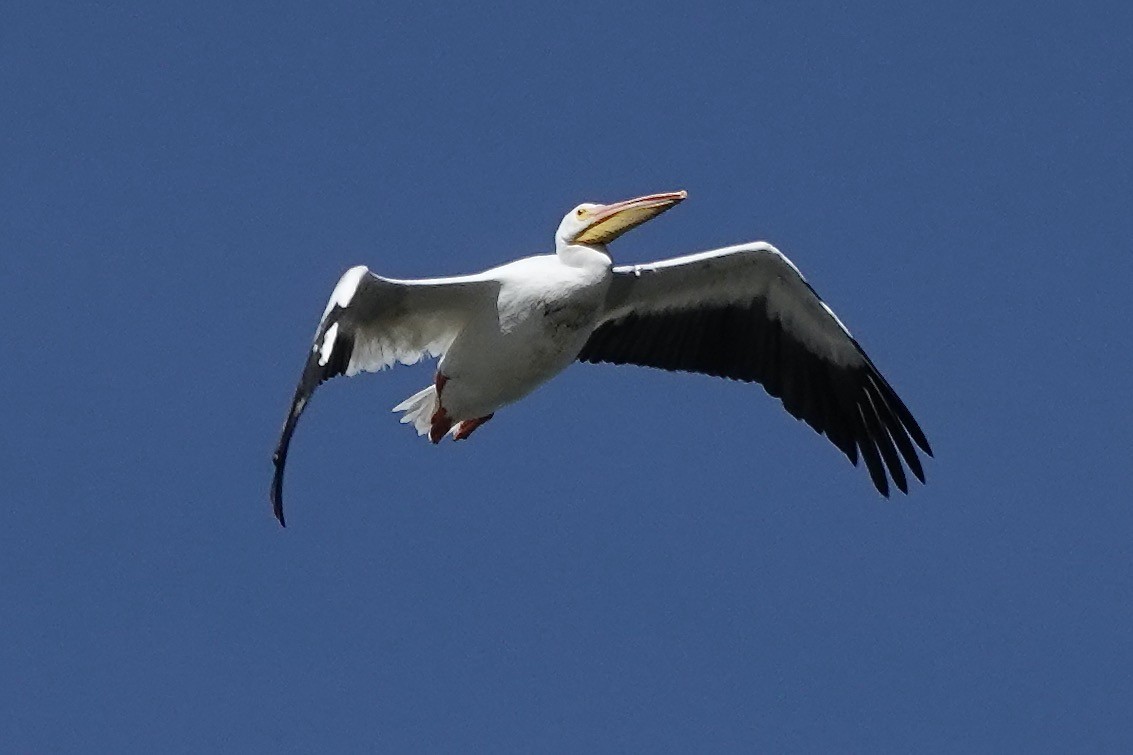 American White Pelican - ML642386146