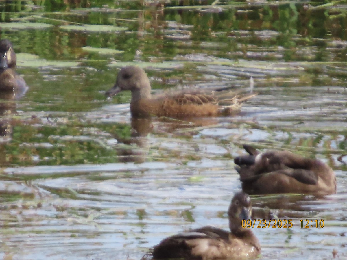American Wigeon - ML642386148