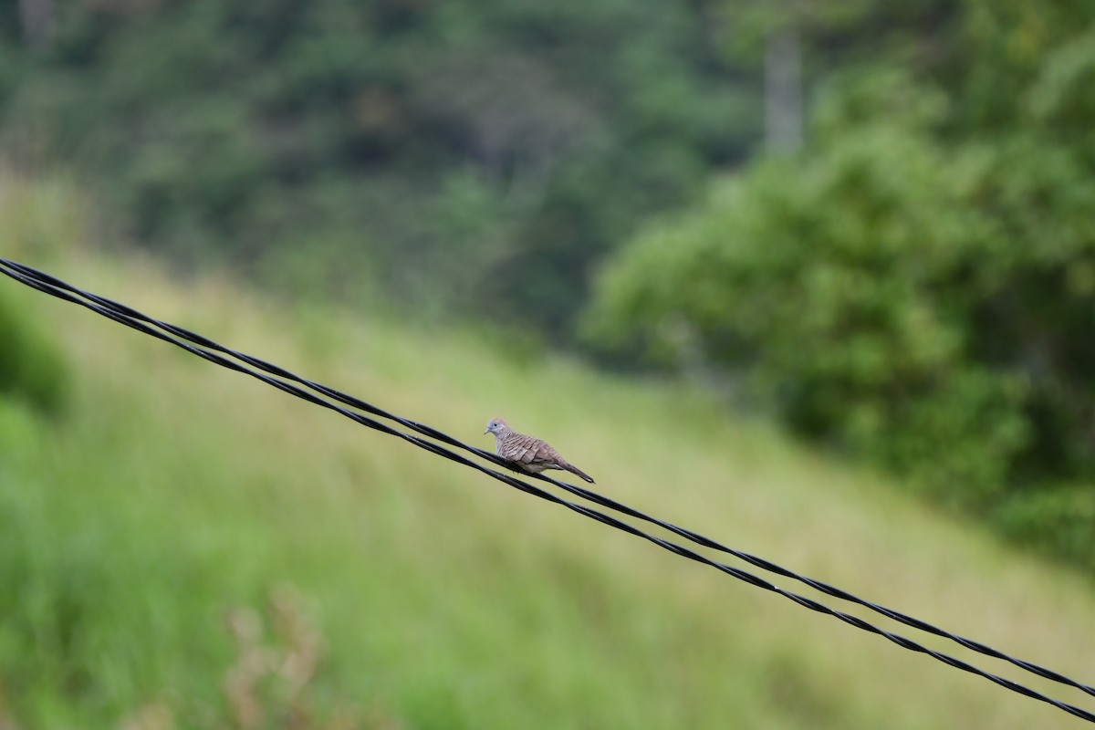 Zebra Dove - ML642386150