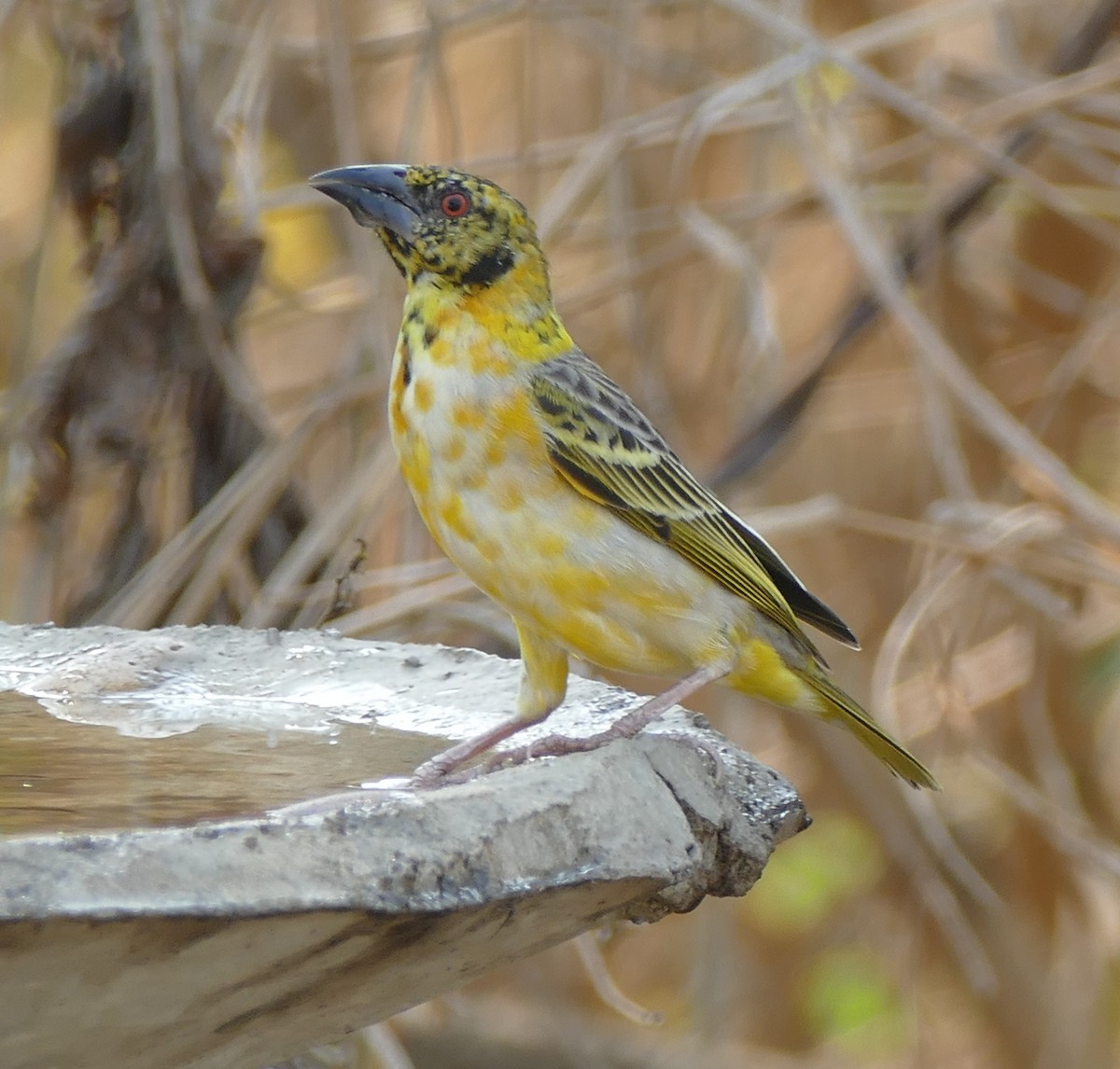 Village Weaver - ML642386151